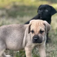 Boy 2, a male Cane Corso for sale in Calumet City, IL – Photo 2 of 8