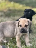 Boy 2, a male Cane Corso for sale in Calumet City, IL – Photo 2 of 8