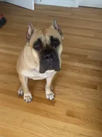 Boy 2, a male Cane Corso for sale in Calumet City, IL – Photo 7 of 8