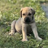 Boy 2, a male Cane Corso for sale in Calumet City, IL – Photo 6 of 8