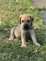 Boy 2, a male Cane Corso for sale in Calumet City, IL – Photo 1 of 8