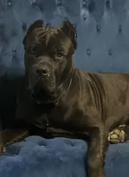 Boy 2, a male Cane Corso for sale in Calumet City, IL – Photo 8 of 8