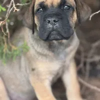 GIRL 1, a female Cane Corso for sale in Calumet City, IL – Photo 2 of 5