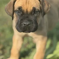 GIRL 1, a female Cane Corso for sale in Calumet City, IL – Photo 1 of 5