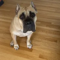 GIRL 1, a female Cane Corso for sale in Calumet City, IL – Photo 5 of 5