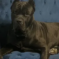 GIRL 1, a female Cane Corso for sale in Calumet City, IL – Photo 4 of 5