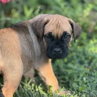 GIRL 1, a female Cane Corso for sale in Calumet City, IL – Photo 3 of 5