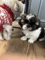 Crunch, a male Shih Tzu for sale in Harrisonville, MO – Photo 2 of 5