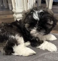 Crunch, a male Shih Tzu for sale in Harrisonville, MO – Photo 1 of 5