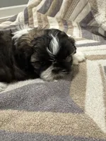 Crunch, a male Shih Tzu for sale in Harrisonville, MO – Photo 4 of 5