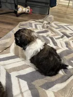 Crunch, a male Shih Tzu for sale in Harrisonville, MO – Photo 5 of 5