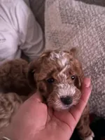 Bella, a female Miniature Goldendoodle for sale in Middle River, MD – Photo 2 of 2