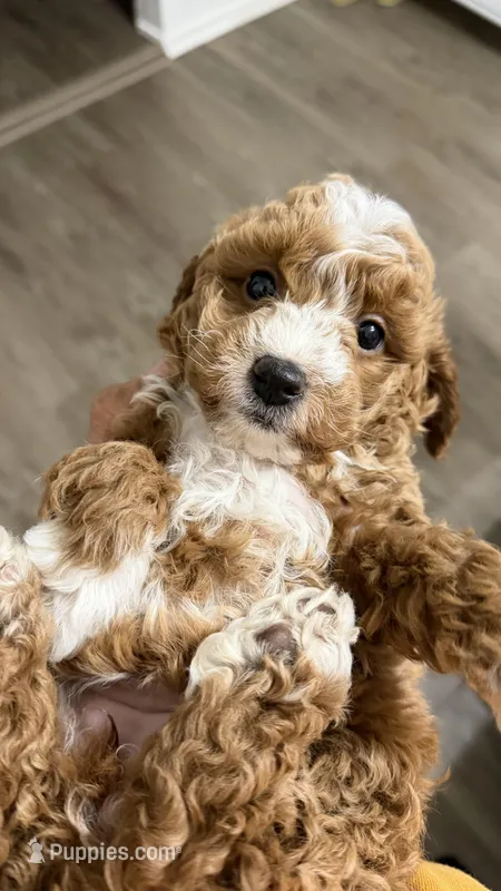Bella – Miniature Goldendoodle puppy for sale in Middle River, MD