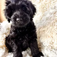 Pepper, a male Labradoodle and Labrador Retriever for sale in Palmetto, FL – Photo 3 of 10