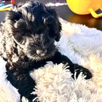 Pepper, a male Labradoodle and Labrador Retriever for sale in Palmetto, FL – Photo 9 of 10