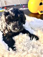 processed/83504196-b840-475a-9d9b-e9b1c9ab9089/listing/331b4296-de6b-433f-ae84-4d35229618ed/597939e7-f9f7-4d2f-9471-ce350316f138