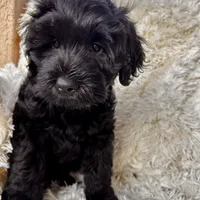 Pepper, a male Labradoodle and Labrador Retriever for sale in Palmetto, FL – Photo 5 of 10