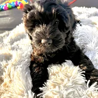 Pepper, a male Labradoodle and Labrador Retriever for sale in Palmetto, FL – Photo 4 of 10
