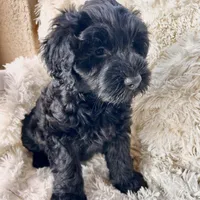 Pepper, a male Labradoodle and Labrador Retriever for sale in Palmetto, FL – Photo 7 of 10