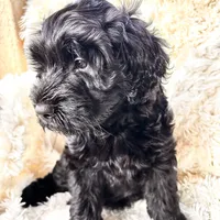 Pepper, a male Labradoodle and Labrador Retriever for sale in Palmetto, FL – Photo 8 of 10