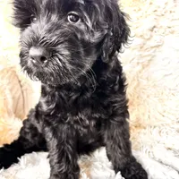 Pepper, a male Labradoodle and Labrador Retriever for sale in Palmetto, FL – Photo 6 of 10