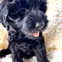 Pepper, a male Labradoodle and Labrador Retriever for sale in Palmetto, FL – Photo 2 of 10