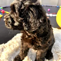 Pepper, a male Labradoodle and Labrador Retriever for sale in Palmetto, FL – Photo 10 of 10