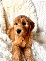 processed/83504196-b840-475a-9d9b-e9b1c9ab9089/listing/b6de261e-cf8d-4d5f-9794-afe2176818af/4628e1c7-86ac-4625-b82a-99ce07e22fa6