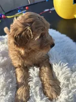 processed/83504196-b840-475a-9d9b-e9b1c9ab9089/listing/b6de261e-cf8d-4d5f-9794-afe2176818af/fa6dd6ff-5d15-441e-9677-f16f76e3d189