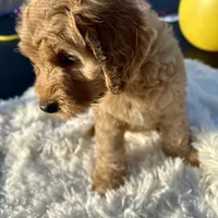 Angel, a male Labradoodle and Labrador Retriever for sale in Palmetto, FL – Photo 2 of 9