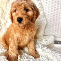 Angel, a male Labradoodle and Labrador Retriever for sale in Palmetto, FL – Photo 5 of 9