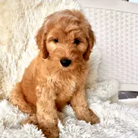 Angel, a male Labradoodle and Labrador Retriever for sale in Palmetto, FL – Photo 8 of 9