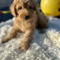 Angel, a male Labradoodle and Labrador Retriever for sale in Palmetto, FL – Photo 1 of 9