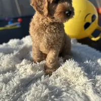 Angel, a male Labradoodle and Labrador Retriever for sale in Palmetto, FL – Photo 3 of 9