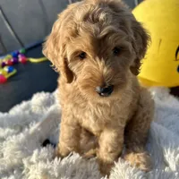Angel, a male Labradoodle and Labrador Retriever for sale in Palmetto, FL – Photo 4 of 9