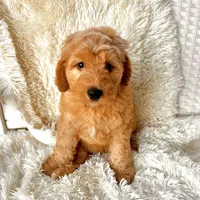 Angel, a male Labradoodle and Labrador Retriever for sale in Palmetto, FL – Photo 6 of 9
