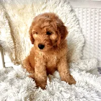 Angel, a male Labradoodle and Labrador Retriever for sale in Palmetto, FL – Photo 7 of 9
