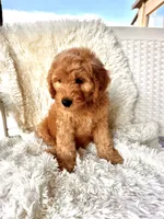 processed/83504196-b840-475a-9d9b-e9b1c9ab9089/listing/c631ca20-ddd3-489a-a116-bd69bd663e0a/f178230d-c0a2-4cf7-812a-9fb84e641dd5