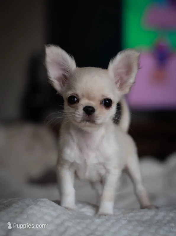KING – Chihuahua puppy for sale in Columbia, MD