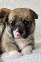 Duke, a male Pembroke Welsh Corgi for sale in Clare, MI – 4 of 4