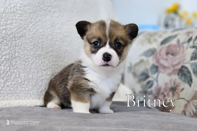 Britney – Pembroke Welsh Corgi puppy for sale in Clare, MI