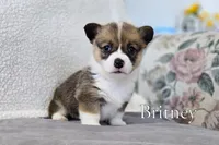 Britney, a female Pembroke Welsh Corgi for sale in Clare, MI – 1 of 4