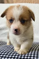 Hamilton, a male Pembroke Welsh Corgi for sale in Clare, MI – 2 of 4