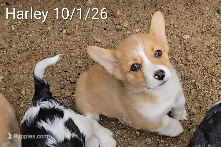 Harley – Pembroke Welsh Corgi puppy for sale in Clare, MI