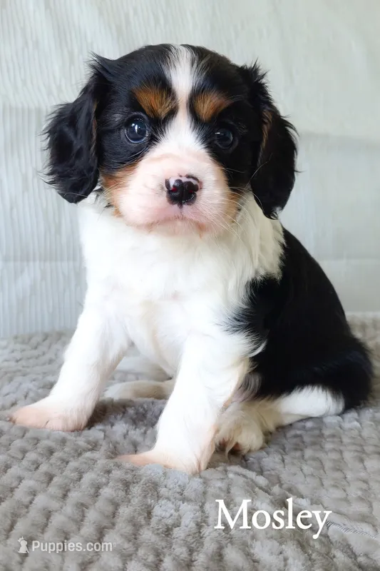 Mosley – Cavalier King Charles Spaniel puppy for sale in Clare, MI