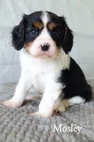 Mosley, a male Cavalier King Charles Spaniel for sale in Clare, MI – 1 of 2