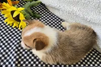 Heather, a female Pembroke Welsh Corgi for sale in Clare, MI – 3 of 3