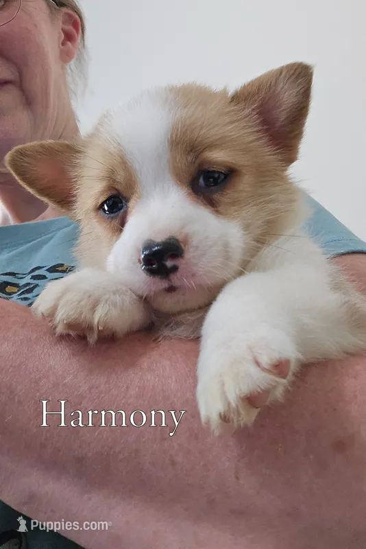 Harmony – Pembroke Welsh Corgi puppy for sale in Clare, MI