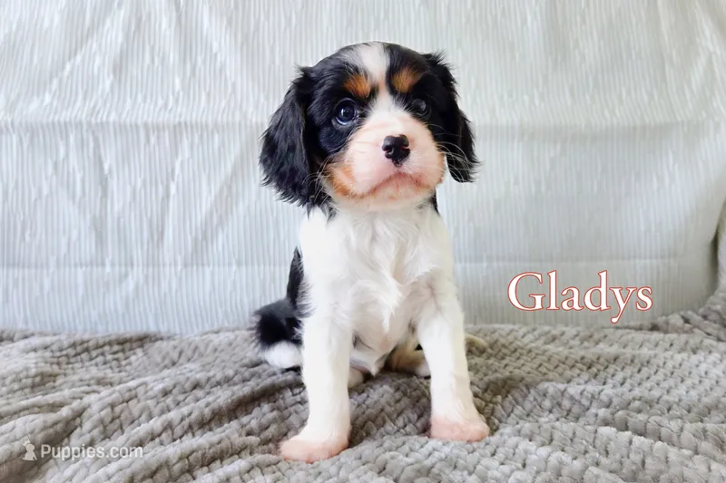 Gladys  – Cavalier King Charles Spaniel puppy for sale in Clare, MI