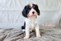 Gladys , a female Cavalier King Charles Spaniel for sale in Clare, MI – 1 of 3